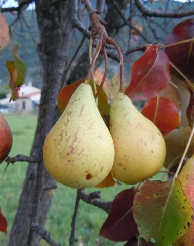 18ème édition de la Foire de la Poire Sarteau à La Javie