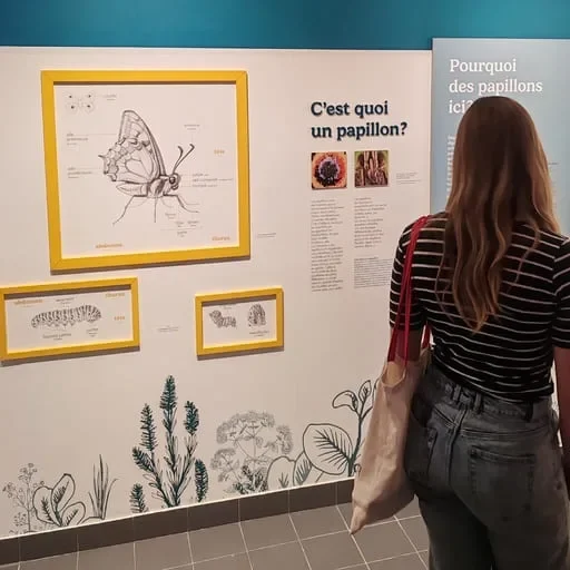 Visite de l'exposition sur les papillons au musée promenade à Digne les Bains